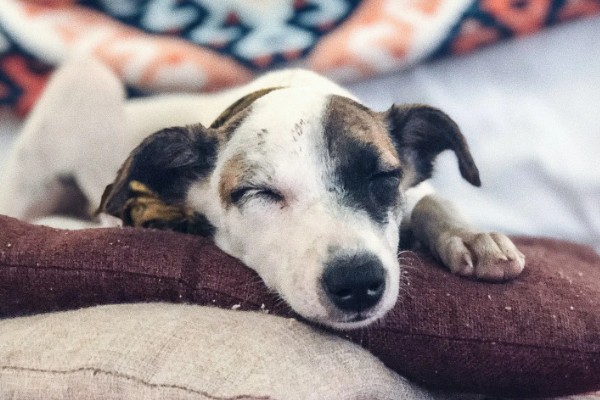 狗的象征,象征着忠心、富贵福气等