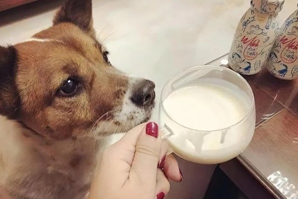 狗的象征,象征着忠心、富贵福气等