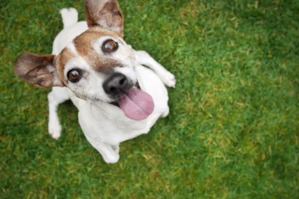 狗的象征,象征着忠心、富贵福气等