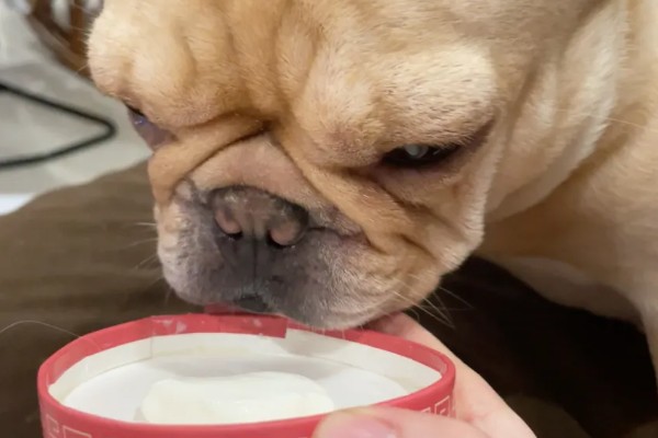 狗的象征,象征着忠心、富贵福气等