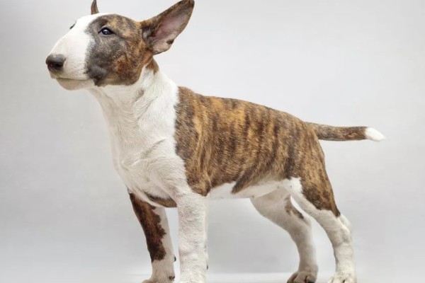 狗的象征,象征着忠心、富贵福气等