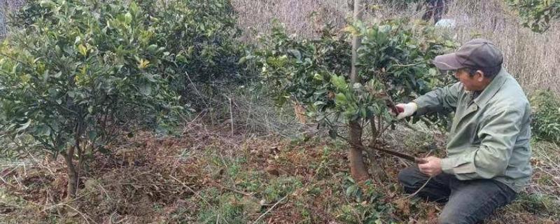 脐橙的施肥方法，幼树在新梢萌芽前要追施尿素