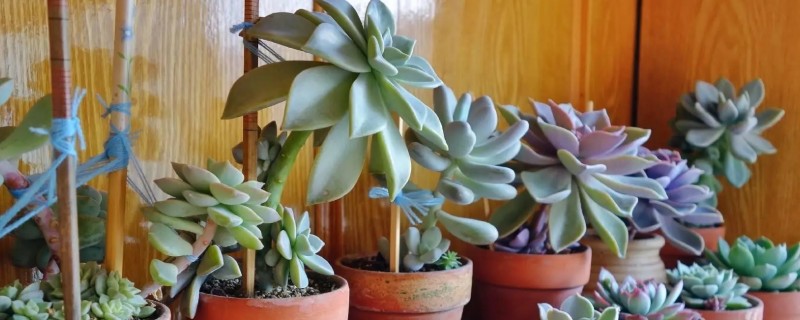 多肉植物能放卧室吗，多肉植物可以放在卧室里