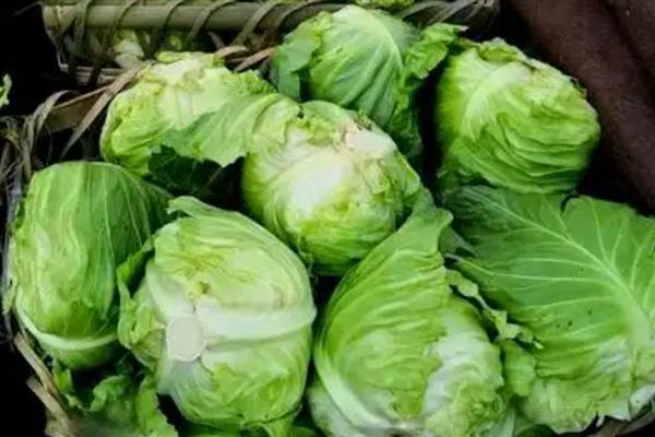 冷棚春甘蓝定植后如何管理，定植缓苗时需要较高的温度