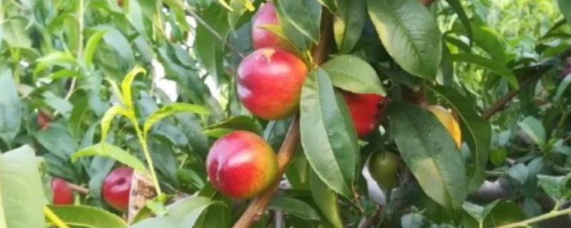 油桃的优良品种介绍，推荐曙光、早红宝石等