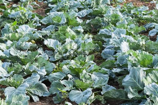 冷棚春甘蓝定植后如何管理，定植缓苗时需要较高的温度