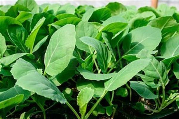 冷棚春甘蓝定植后如何管理，定植缓苗时需要较高的温度
