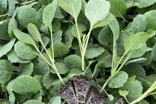 冷棚春甘蓝定植后如何管理，定植缓苗时需要较高的温度