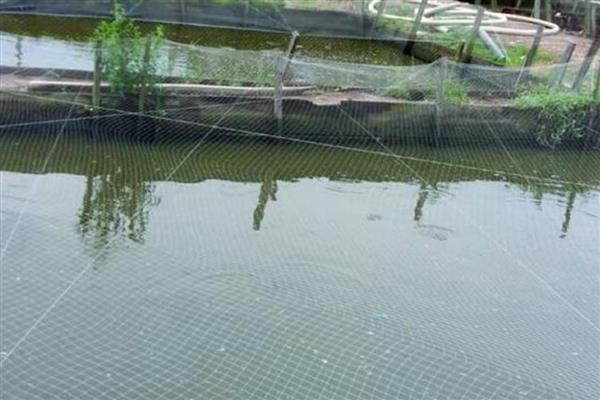 养殖鲶鱼的方法，每亩池塘放苗6000-10000条