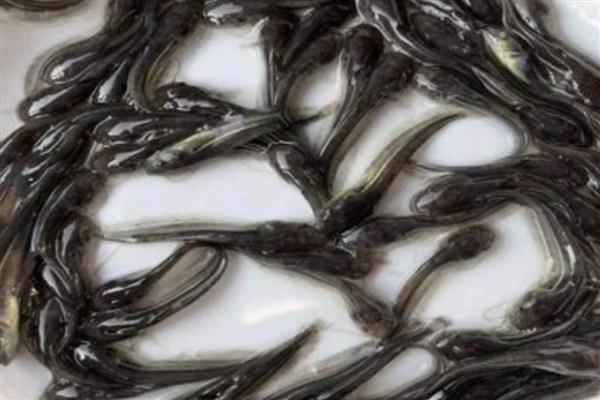 养殖鲶鱼的方法，每亩池塘放苗6000-10000条