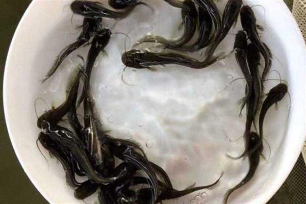 养殖鲶鱼的方法，每亩池塘放苗6000-10000条