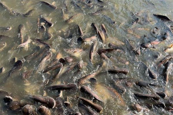 养殖鲶鱼的方法，每亩池塘放苗6000-10000条