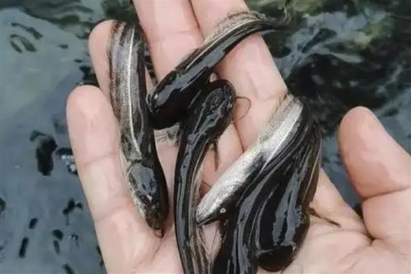 养殖鲶鱼的方法，每亩池塘放苗6000-10000条