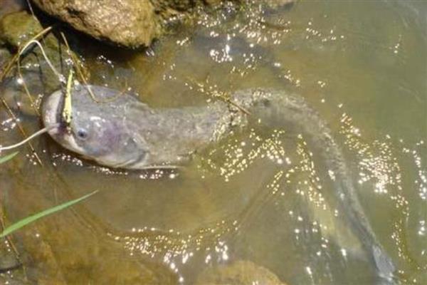 养殖鲶鱼的方法，每亩池塘放苗6000-10000条