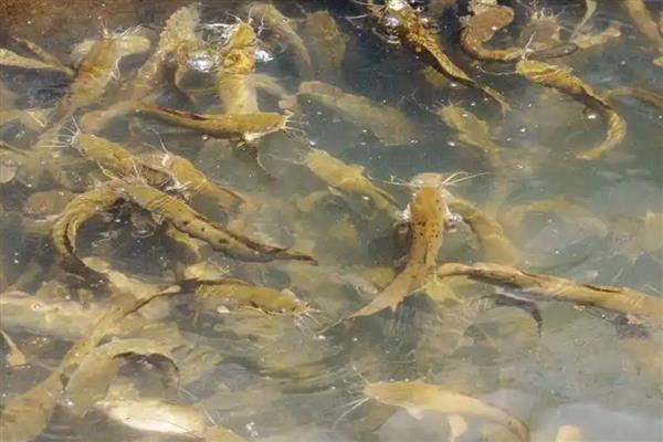 养殖鲶鱼的方法，每亩池塘放苗6000-10000条