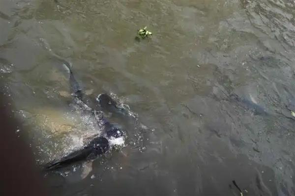 养殖鲶鱼的方法，每亩池塘放苗6000-10000条