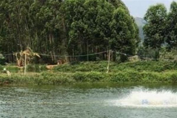 养殖鲶鱼的方法，每亩池塘放苗6000-10000条