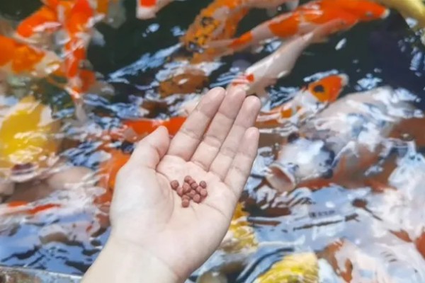 如何挑选锦鲤，体型要求背挺直