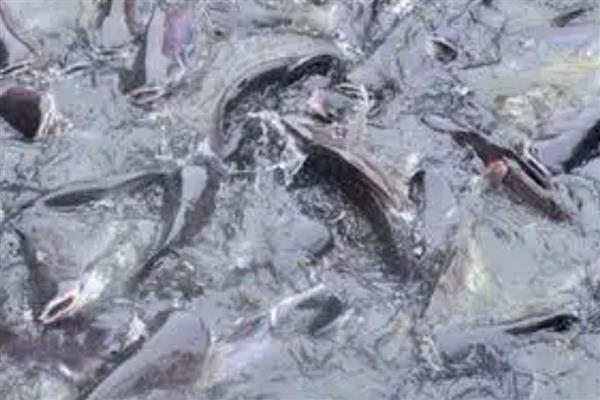 养殖鲶鱼的方法，每亩池塘放苗6000-10000条