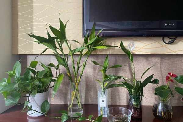 富贵竹养3支的寓意,寓意提升运势、三阳开泰等