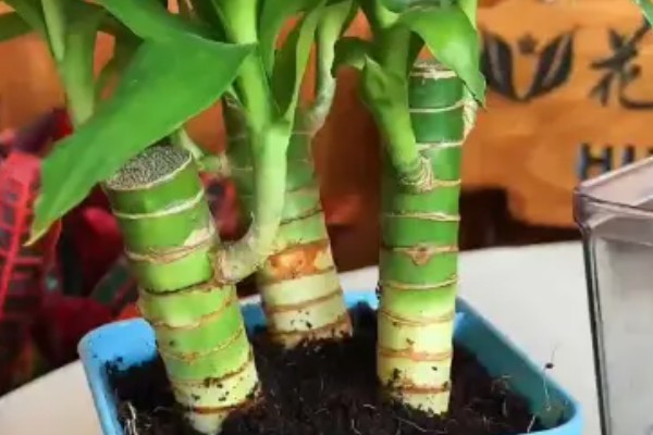 富贵竹养3支的寓意,寓意提升运势、三阳开泰等