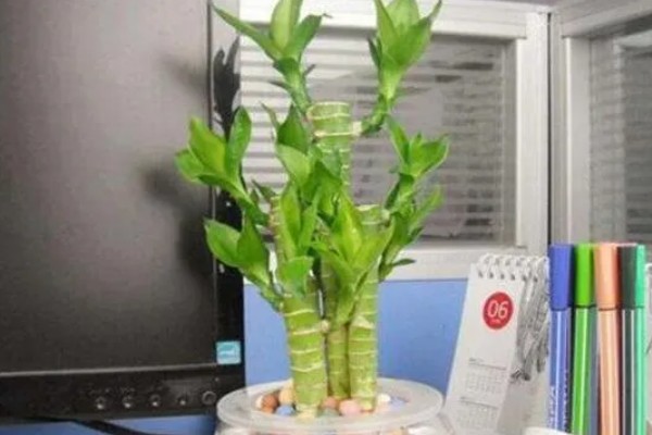 富贵竹养3支的寓意,寓意提升运势、三阳开泰等