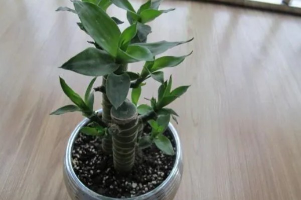 富贵竹养3支的寓意,寓意提升运势、三阳开泰等