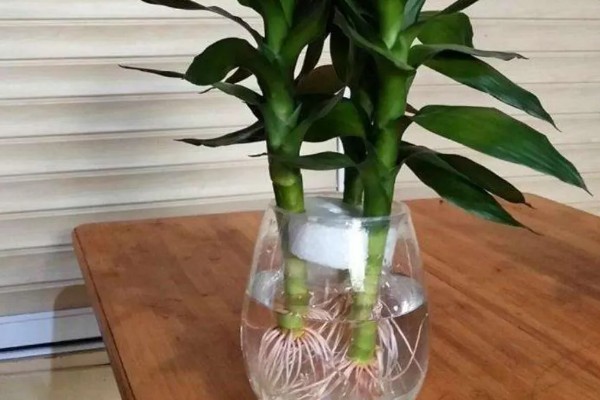 富贵竹养3支的寓意,寓意提升运势、三阳开泰等