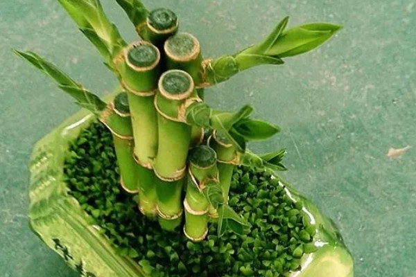 富贵竹养3支的寓意,寓意提升运势、三阳开泰等