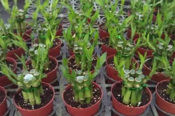 富贵竹养3支的寓意,寓意提升运势、三阳开泰等