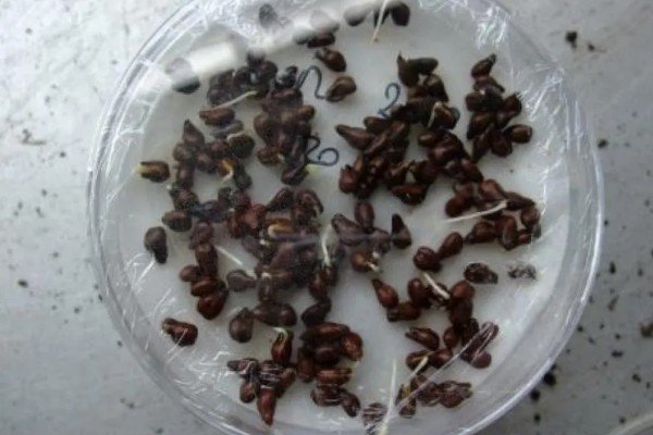 葡萄籽能种吗，葡萄籽是可以种植的