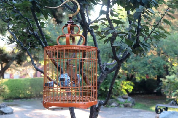 画眉鸟遛鸟的窍门,每天定时遛两次为佳