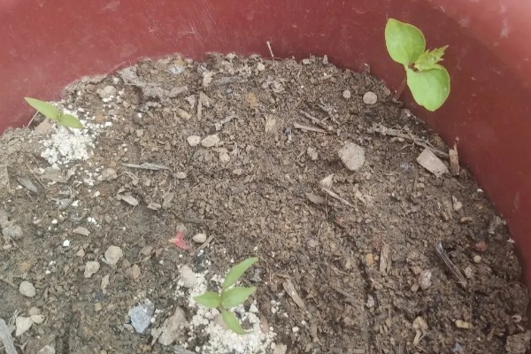 葡萄籽能种吗，葡萄籽是可以种植的