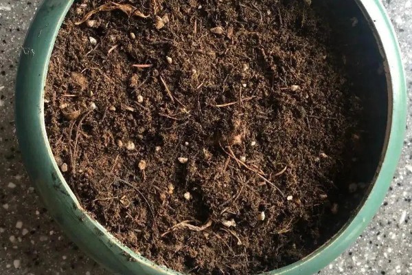 葡萄籽能种吗，葡萄籽是可以种植的