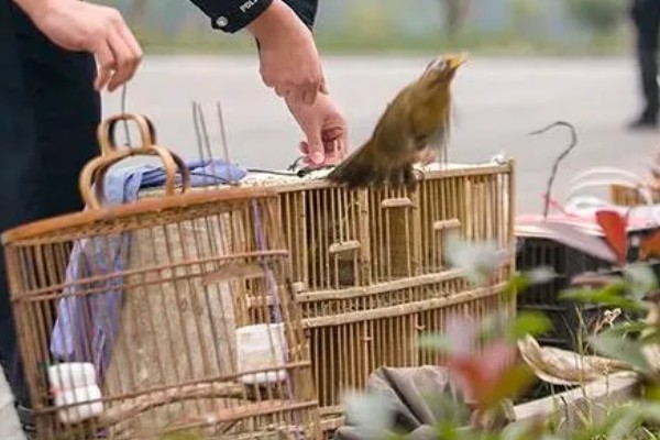 画眉鸟遛鸟的窍门,每天定时遛两次为佳