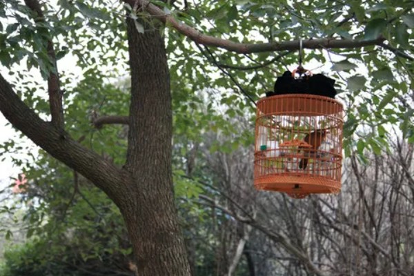 画眉鸟遛鸟的窍门,每天定时遛两次为佳