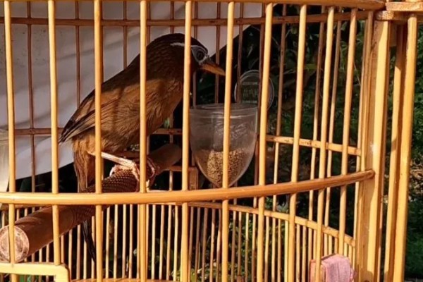 画眉鸟遛鸟的窍门,每天定时遛两次为佳