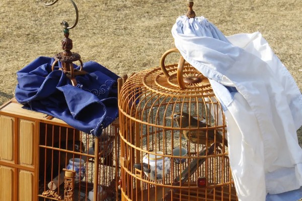 画眉鸟遛鸟的窍门,每天定时遛两次为佳