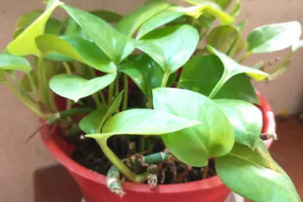 绿萝水培还是土培好，绿萝土培会更好