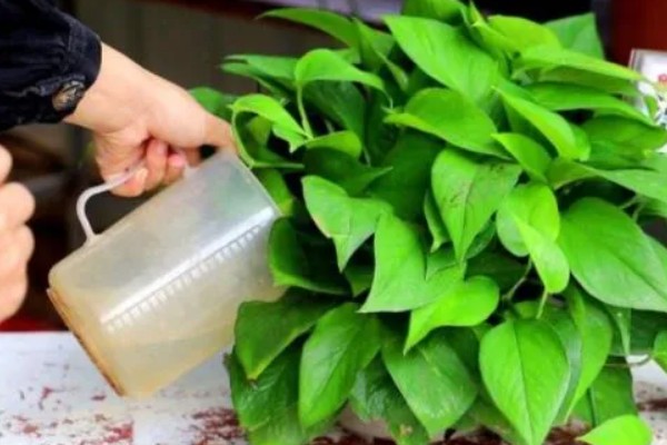 绿萝水培还是土培好，绿萝土培会更好