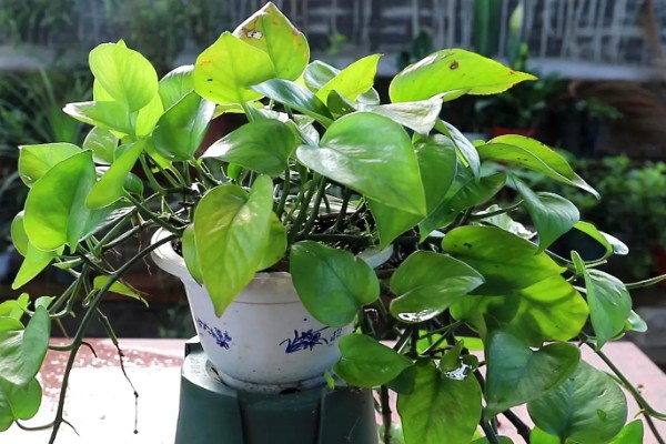 绿萝水培还是土培好，绿萝土培会更好