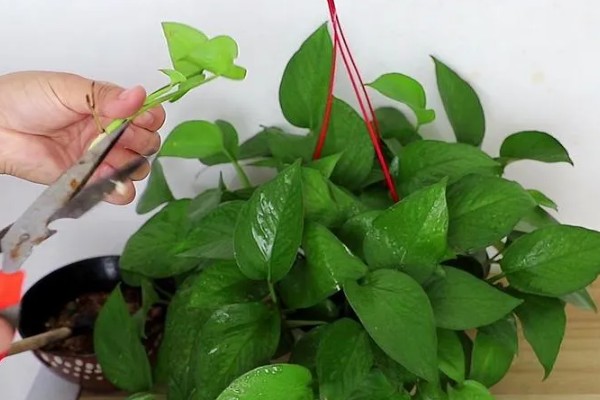 绿萝水培还是土培好，绿萝土培会更好