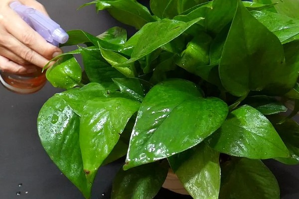 绿萝水培还是土培好，绿萝土培会更好