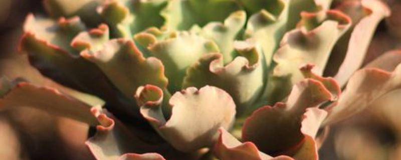 怎么养高砂之翁，喜欢在光照充足的环境中生长