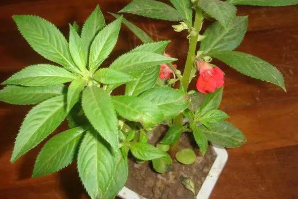 凤仙花的外形特点，茎高40-100厘米