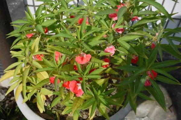 凤仙花的外形特点，茎高40-100厘米