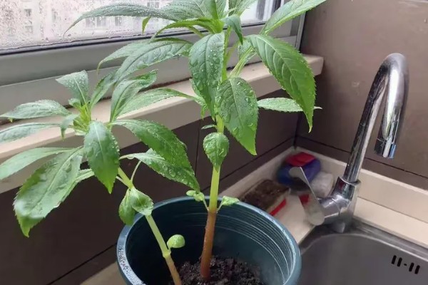 凤仙花的外形特点，茎高40-100厘米