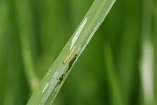 水稻病虫害的农药防治技术，不同病害的防治方法不同