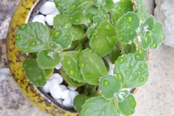 如何对碰碰香浇水，春季每个星期浇1-2次