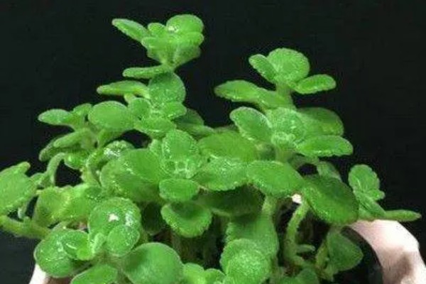 如何对碰碰香浇水，春季每个星期浇1-2次